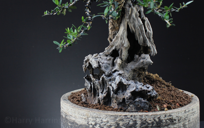 olive bonsai deadwood